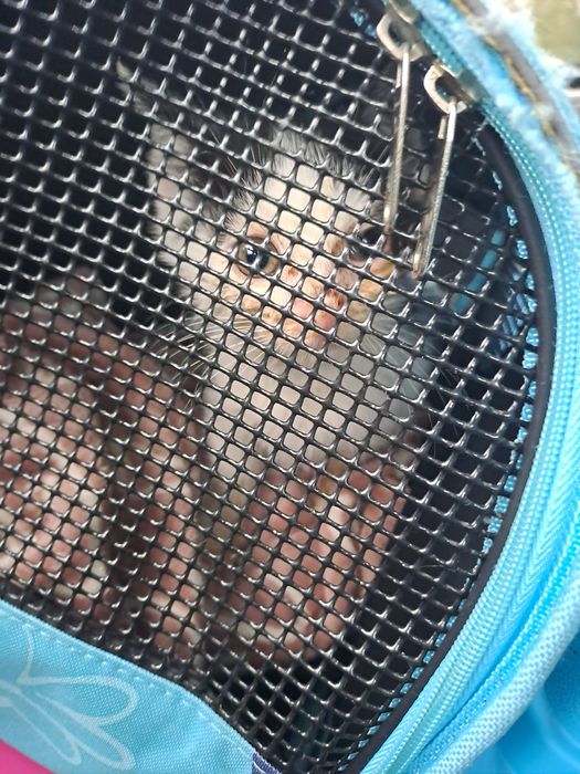 Mała chora znajdka z ulicy