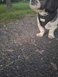 Szelki John Dog rozmiar M