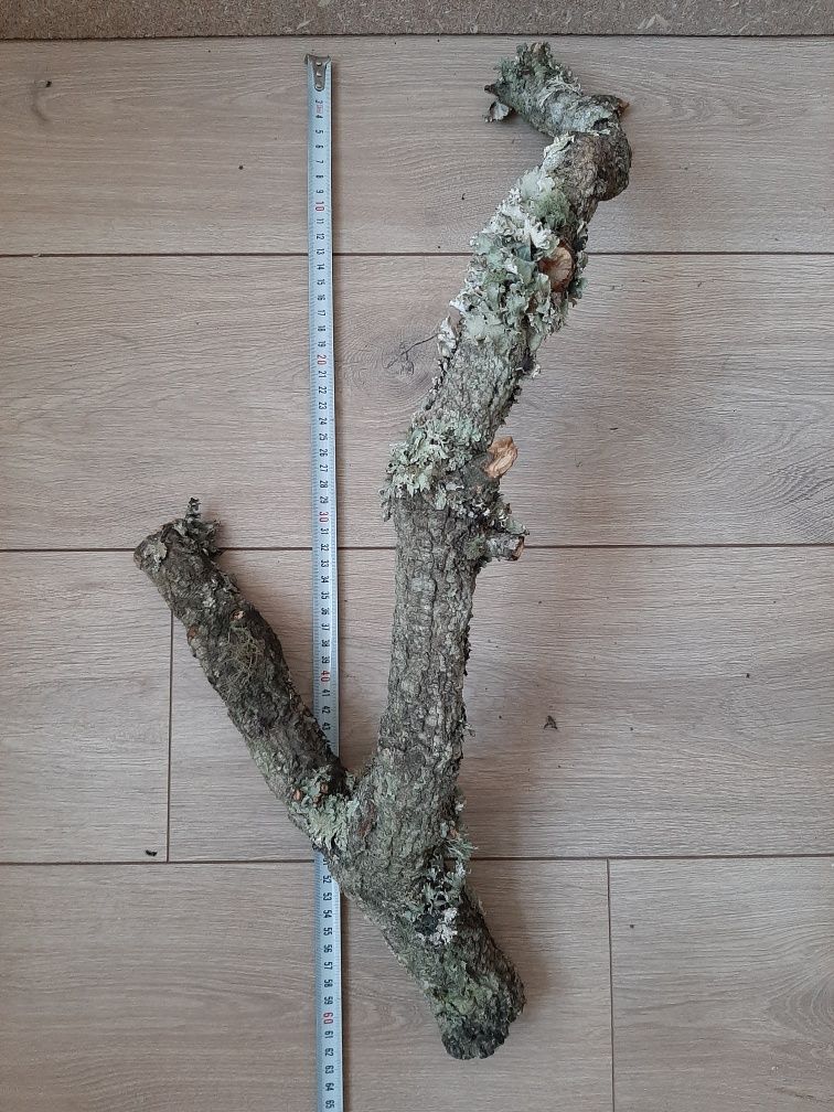 Gałęzie dębu korkowego 60cm