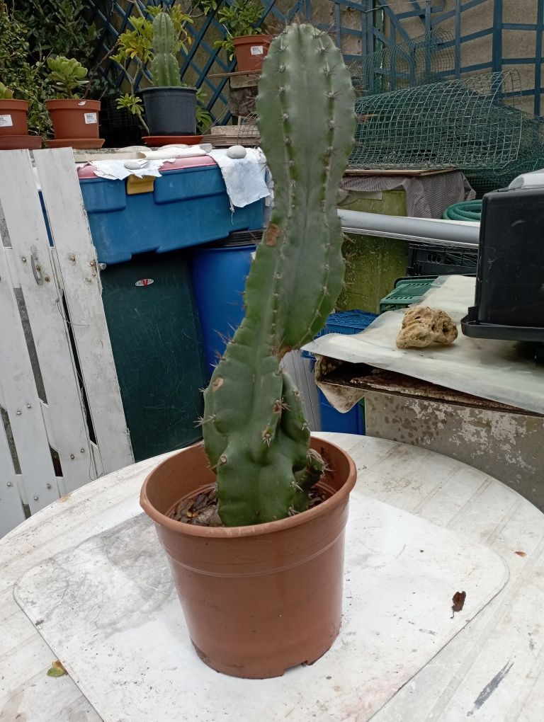 Cacto torto 75cm