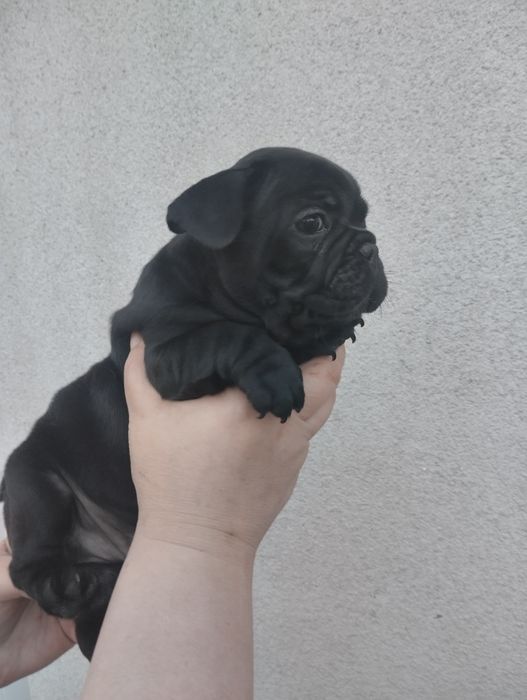 Французькі булочки