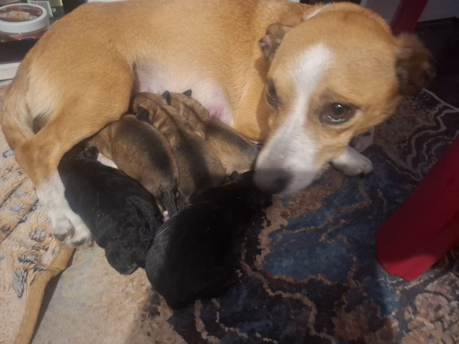 Pieski do adopcji! Oddam pieski szczeniaki za ok. 6-8 tyg.
