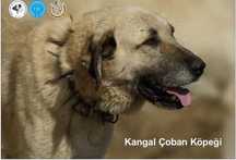 Kangal import Turcja hodowla D.K.BUBU FCI