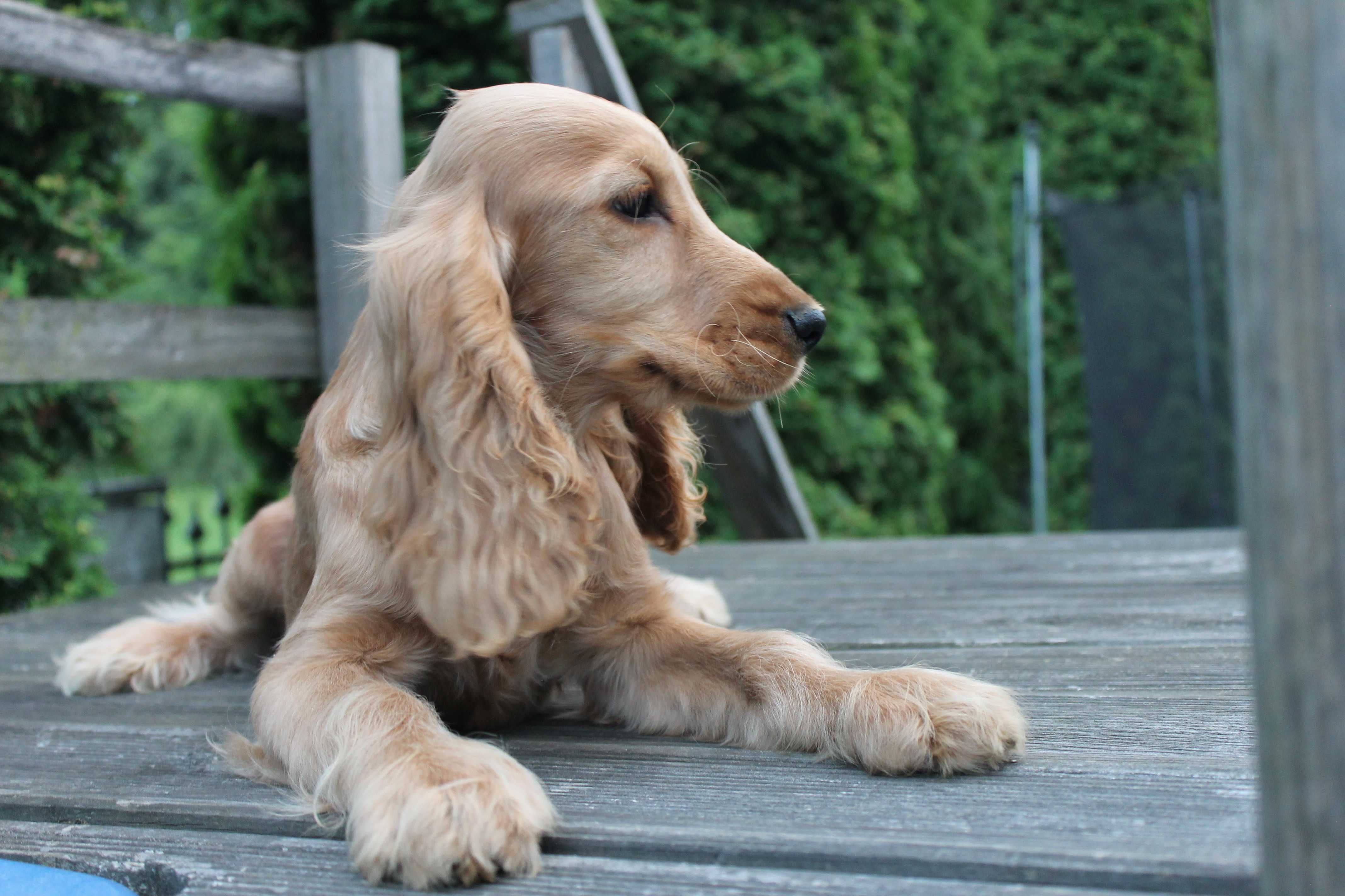 cocker spaniel śliczny piesek