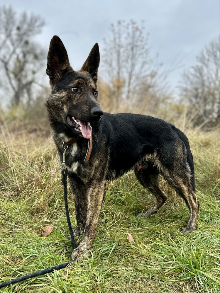 Pies w typie rasy owczarek holenderski do adopcji.Inteligentny i młody