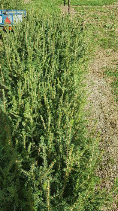 Świerk pospolity w doniczkach 70-90cm promocja 10zł