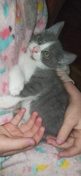 Кошенята шукають дім