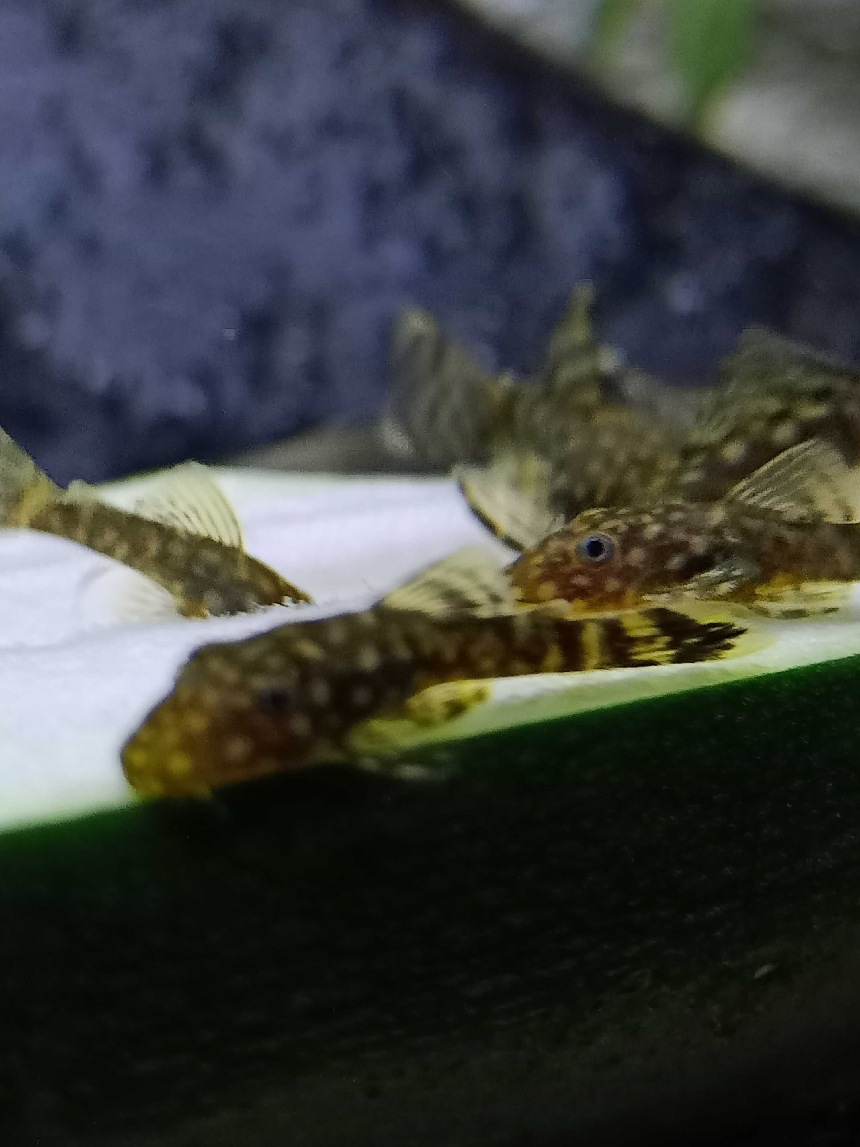 Ancistrus SP - Juvenis - ( +/-2.5cm) - 2/3 meses  - Criação Própria