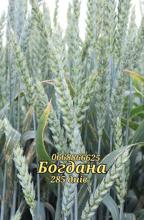 Купить насіння озимої пшениці