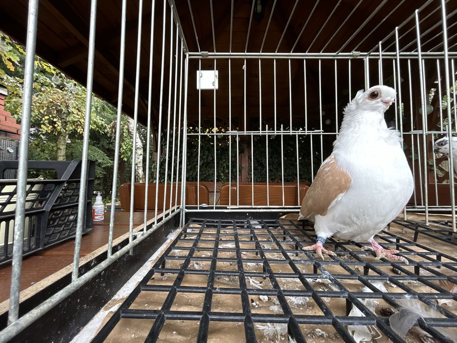 Gołębie ozdobne. Mewka polska samczyk 2024r.