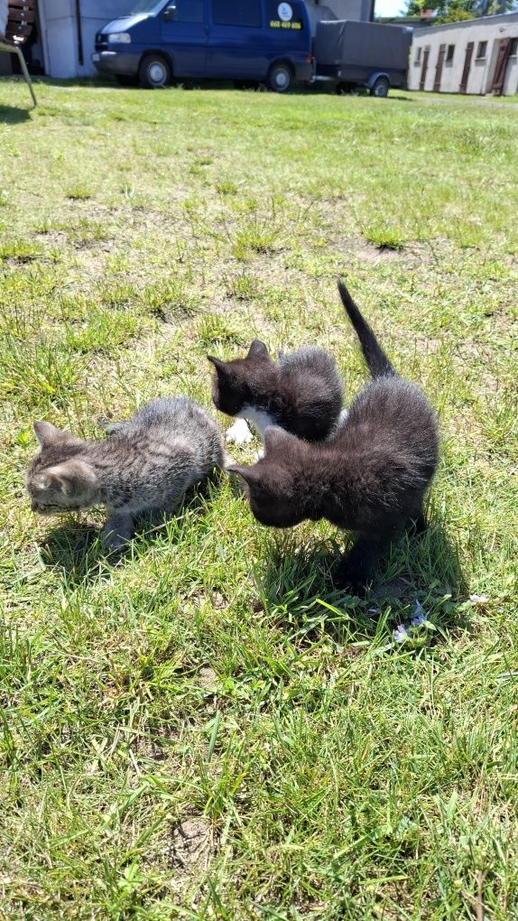 Kotki młode oddam w dobre ręce został ostatni kocurek