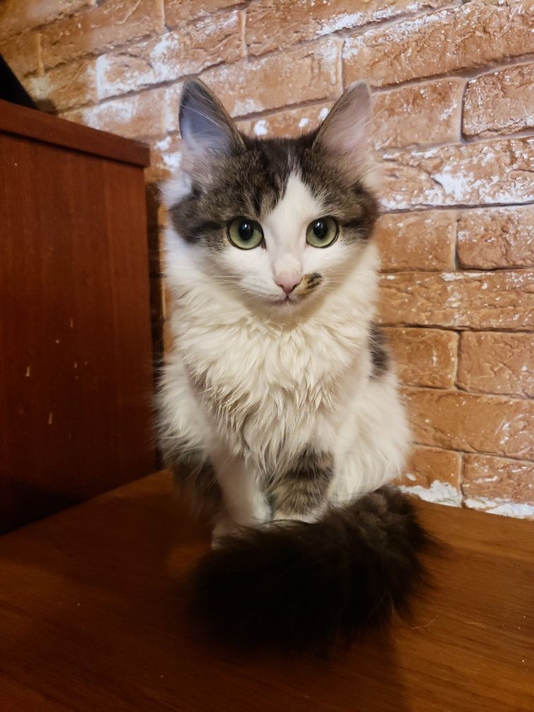 Котики домашні-породясті
