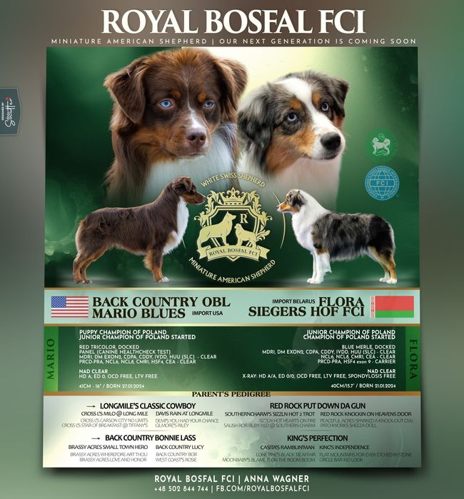 Miniaturowy Owczarek Amerykański MAS ZKWP Zapowiedź miotu