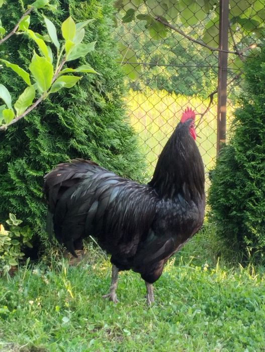 Kogut australorp australop kury
