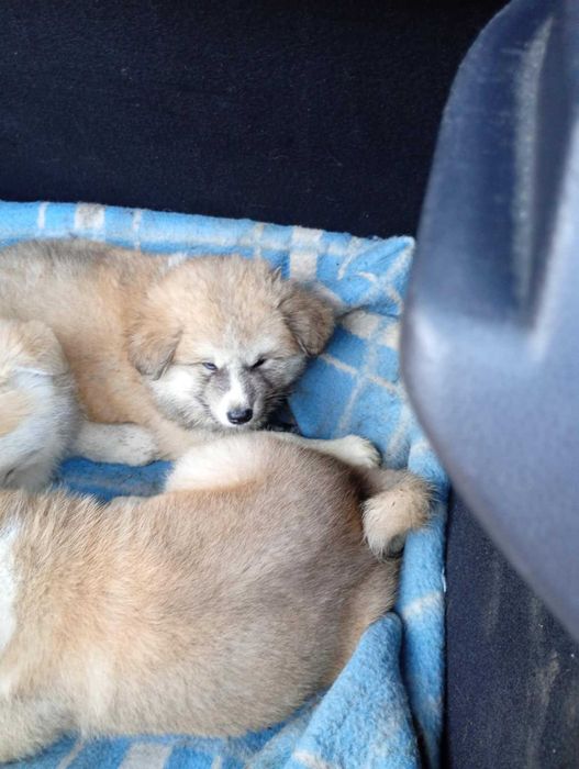 Piesek czerwony Akita Inu