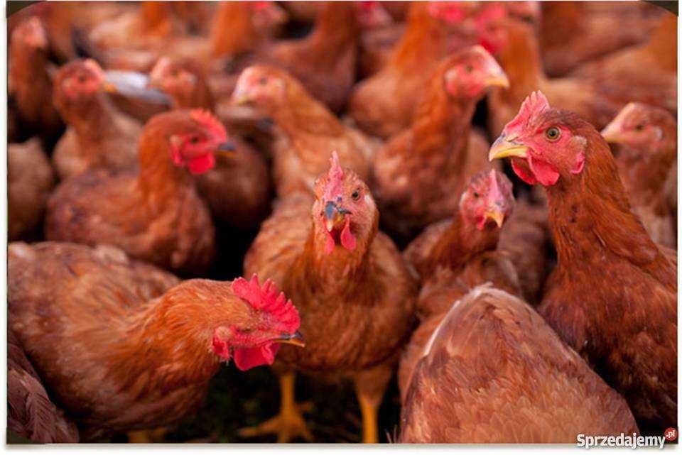 Kurki kury nioski młode Rosa kolorowe Dominant Leghorn.Prosto z Fermy.