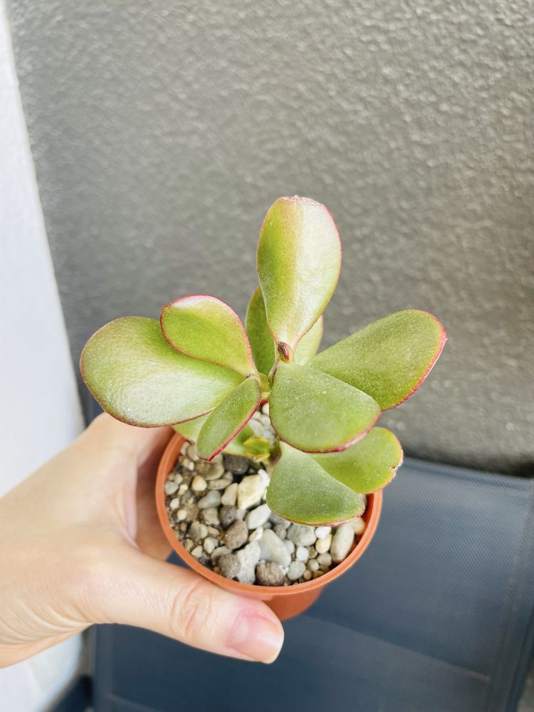 Grubosz Crassula Sunset sukulent drzewko szczescia