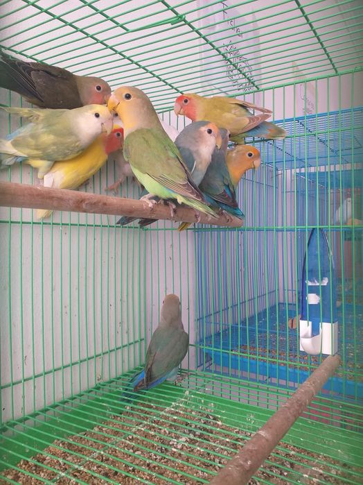 Roseicollis Loja Profissional