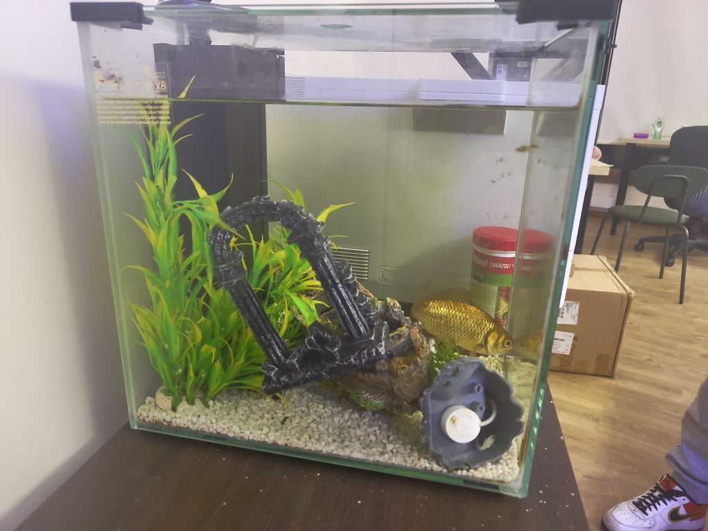 Aquário 40l com ou sem peixes incluidos