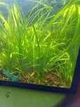 Planta vallisneria  para  aquario