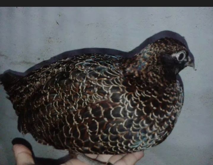 Fêmea de faisão versicolor