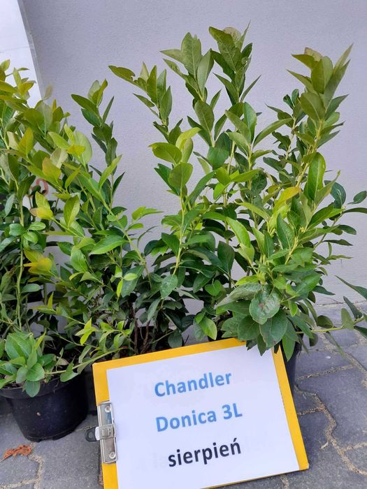 Borówka amerykańska Chandler CAC 3 letnie donica 3 litry  PREMIUM