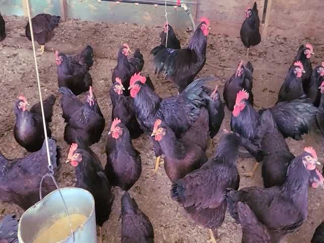 Яйце на інкубацію. Курчат. Род-Айленд - червоний. Оплід 90%.