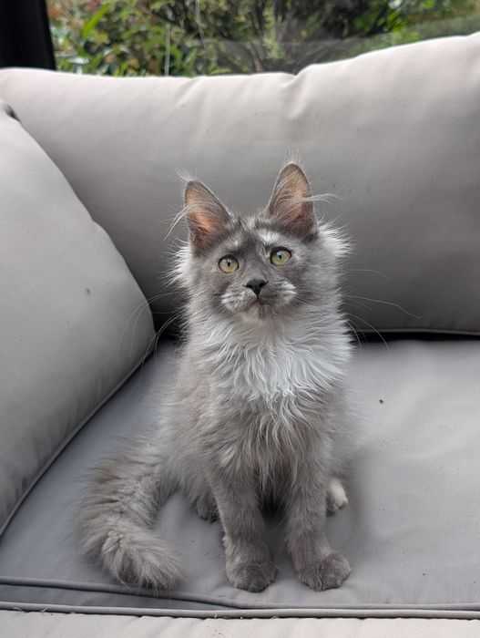 Amira niebieska szylkretka Maine Coon Zapraszamy