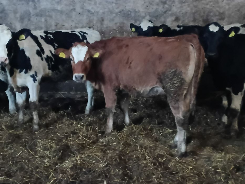 Jałówka mięsna 11 miesięcy