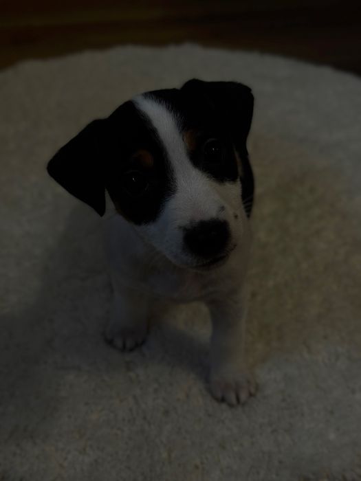 Готуються до продажу цуценята Джек рассела