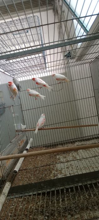 Tenho algumas aves vermelhas e mosaicos vermelhos