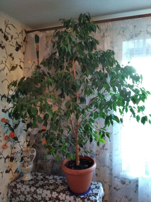 Продам фікус Бенджаміна