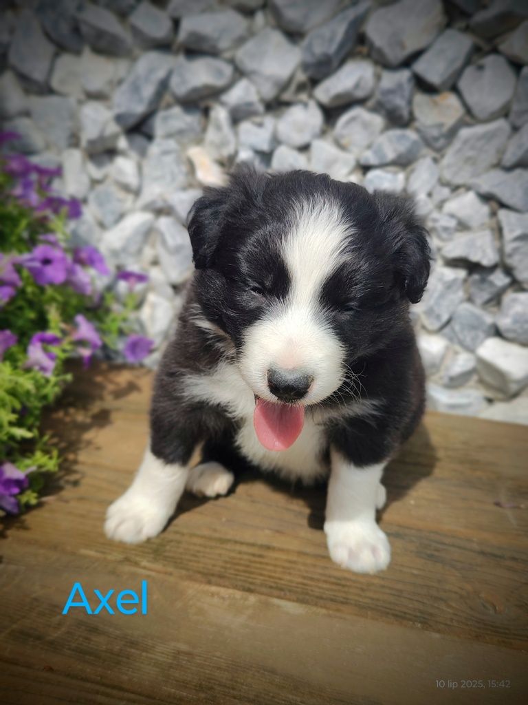 Border collie cudowny piesek, przebadani rodzice