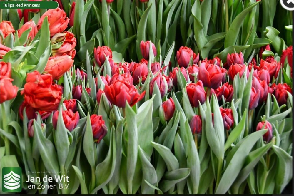 Якісні цибулини тюльпанів 12+ (Нідерланди)