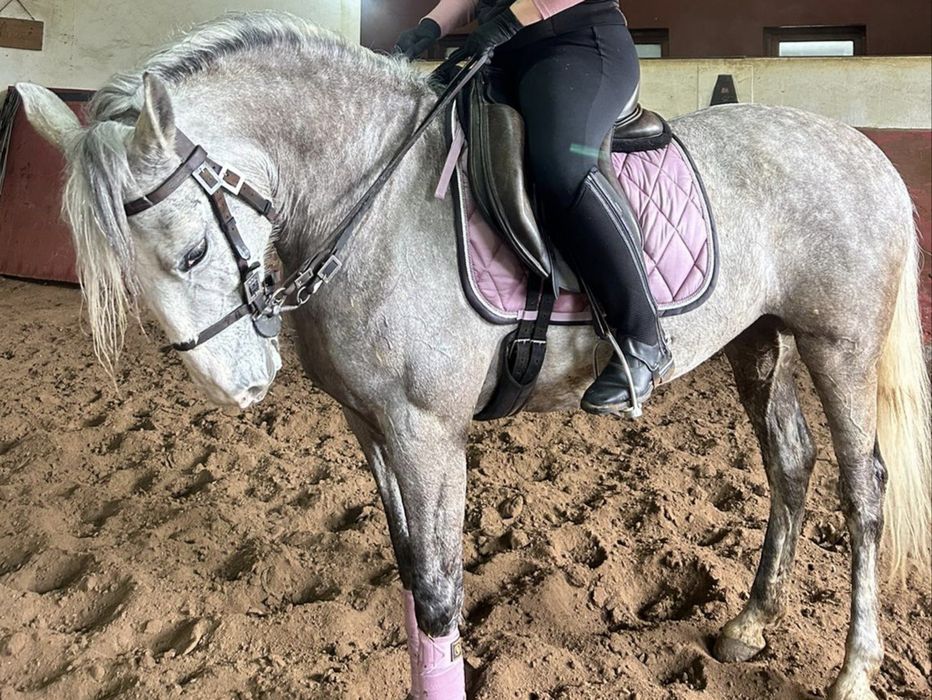 Égua Russa para venda