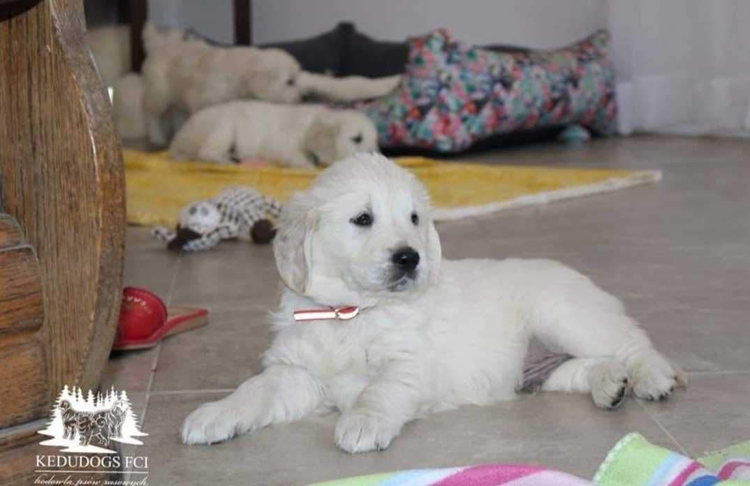 Gotowy do odbioru Piesek golden retriever *ZKwP FCI*