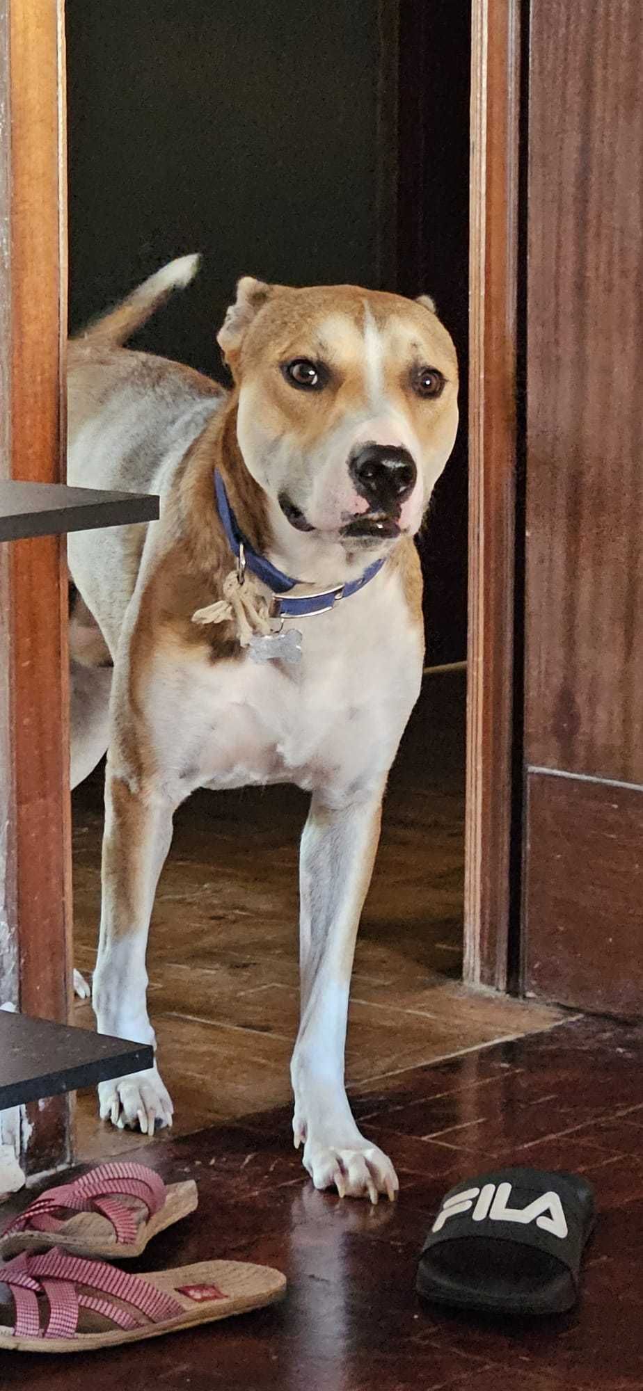 Pitbull meigo inteligente