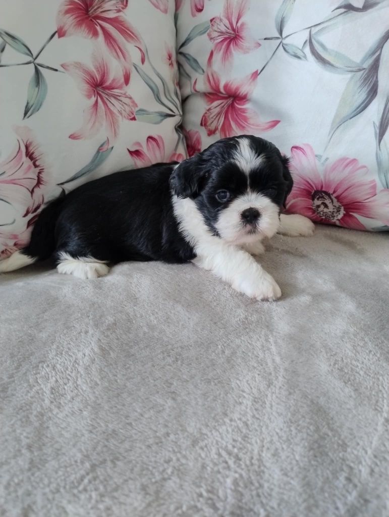 Śliczny szczeniak shih tzu
