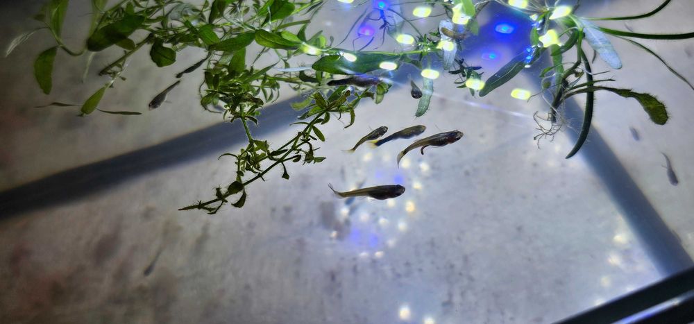 Sprzedam rybki Gupiki