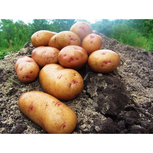 Продам насіннєву картоплю Тірас еліта / Семенной картофель, картошка