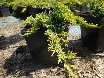 Можжевельники Blue Carpet,Golden Carpet