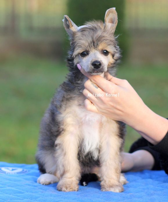 Suczka chiński grzywacz ZKwP FCI Akizabo