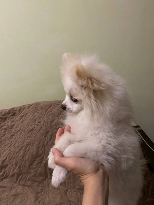 Померанський шпіц