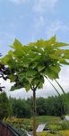 Catalpa katalpa nana kulista