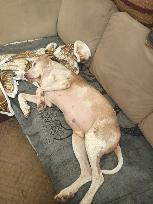 Dog walking e Pet sitting.