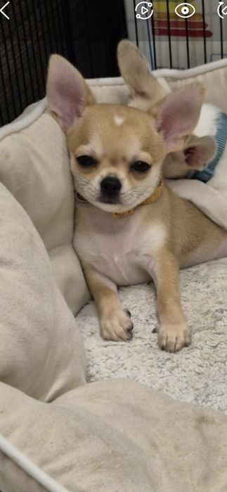 Suczka Chihuahua Krótkowłosa wystawowa