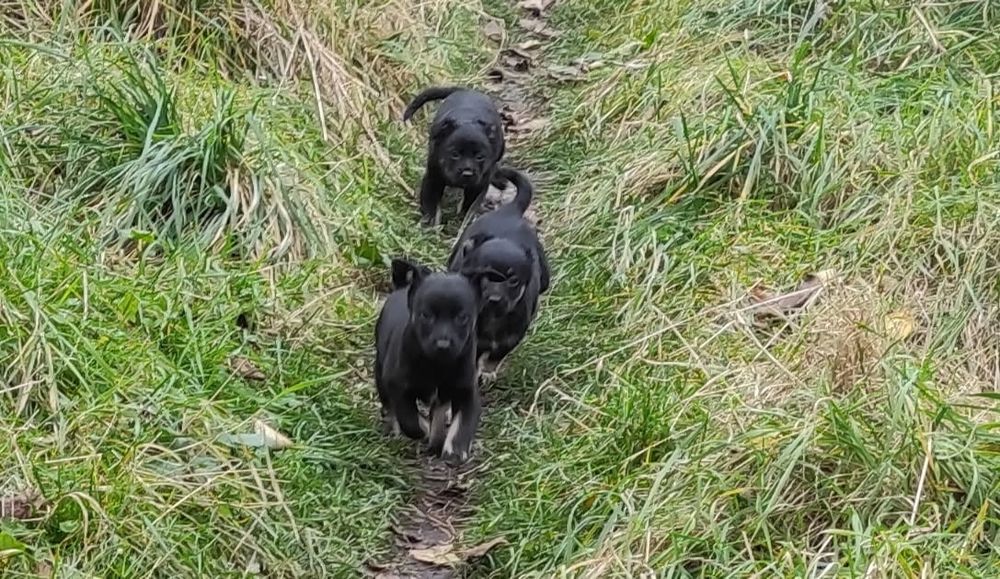 Oddam w dobre ręce psy