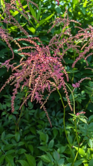 Астильба набір з 6 різних астильб