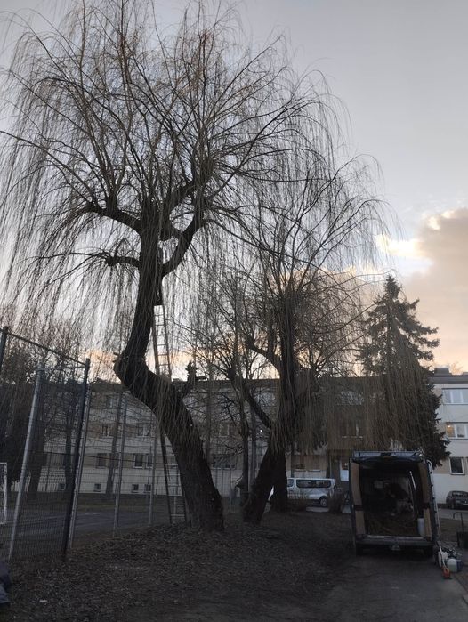 Wycinka drzew ,rębakowanie,usługi ogrodnicze