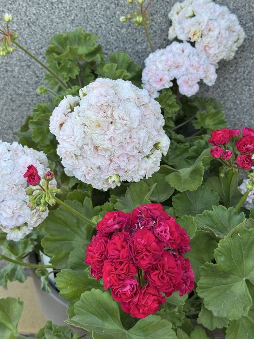 Пеларгония Грація  Ред Хот Чілі Перерс, Грація Вівальді